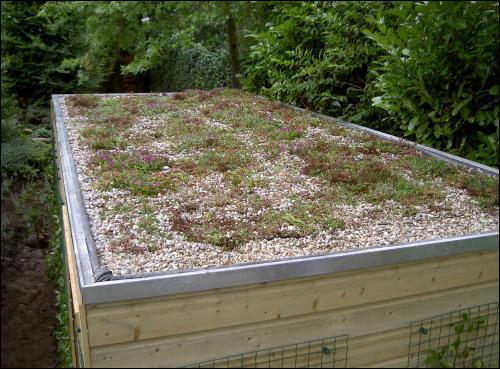 daktuinen, sedumdaken